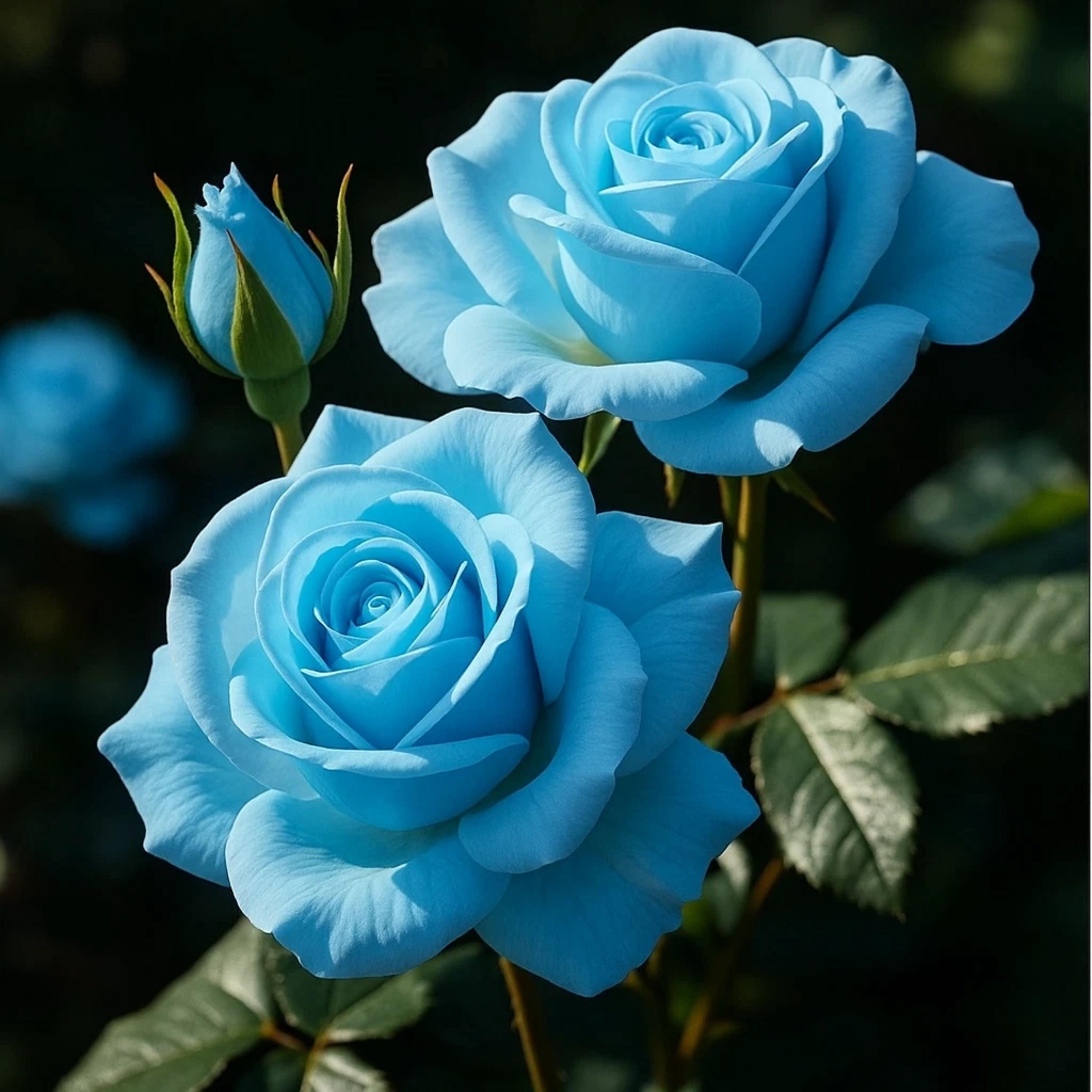 20 Light Blue Rose Seeds – Rare Decorative Garden Rose | Non-gmo