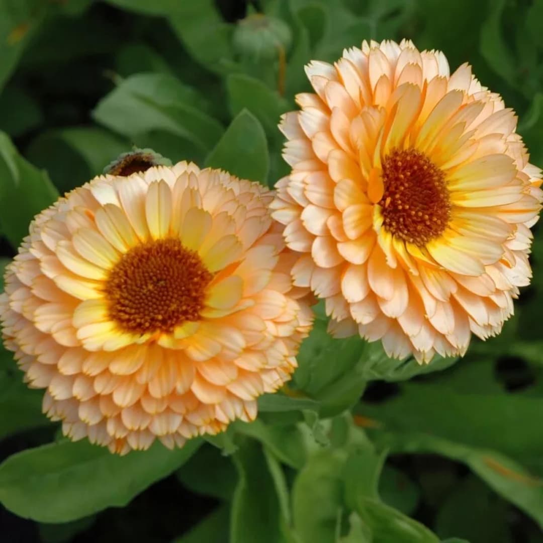 Pink Surprise Calendula 20 Seeds | Heirloom Edible Flowers | Pollinator ...