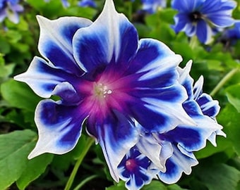 May include: Close-up of a vibrant blue and white flower with a purple center. The petals are a mix of deep blue and white, creating a striking contrast. Green leaves surround the flower, with other blue flowers in the background.