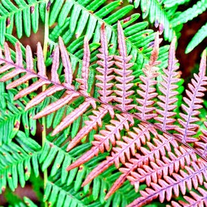 May include: Close-up of vibrant green and reddish-purple fern fronds. The image showcases the intricate details of the plant's leaves, with a focus on the contrasting colors and textures. The fern's delicate structure is highlighted against a blurred background.