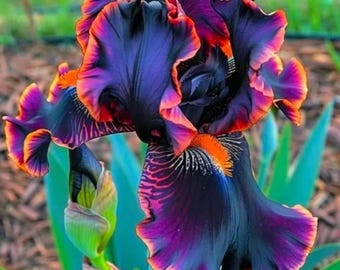 35 Black & Flame Iris Seeds – Rare Multicolor Blooms | Non-GMO Garden Perennial