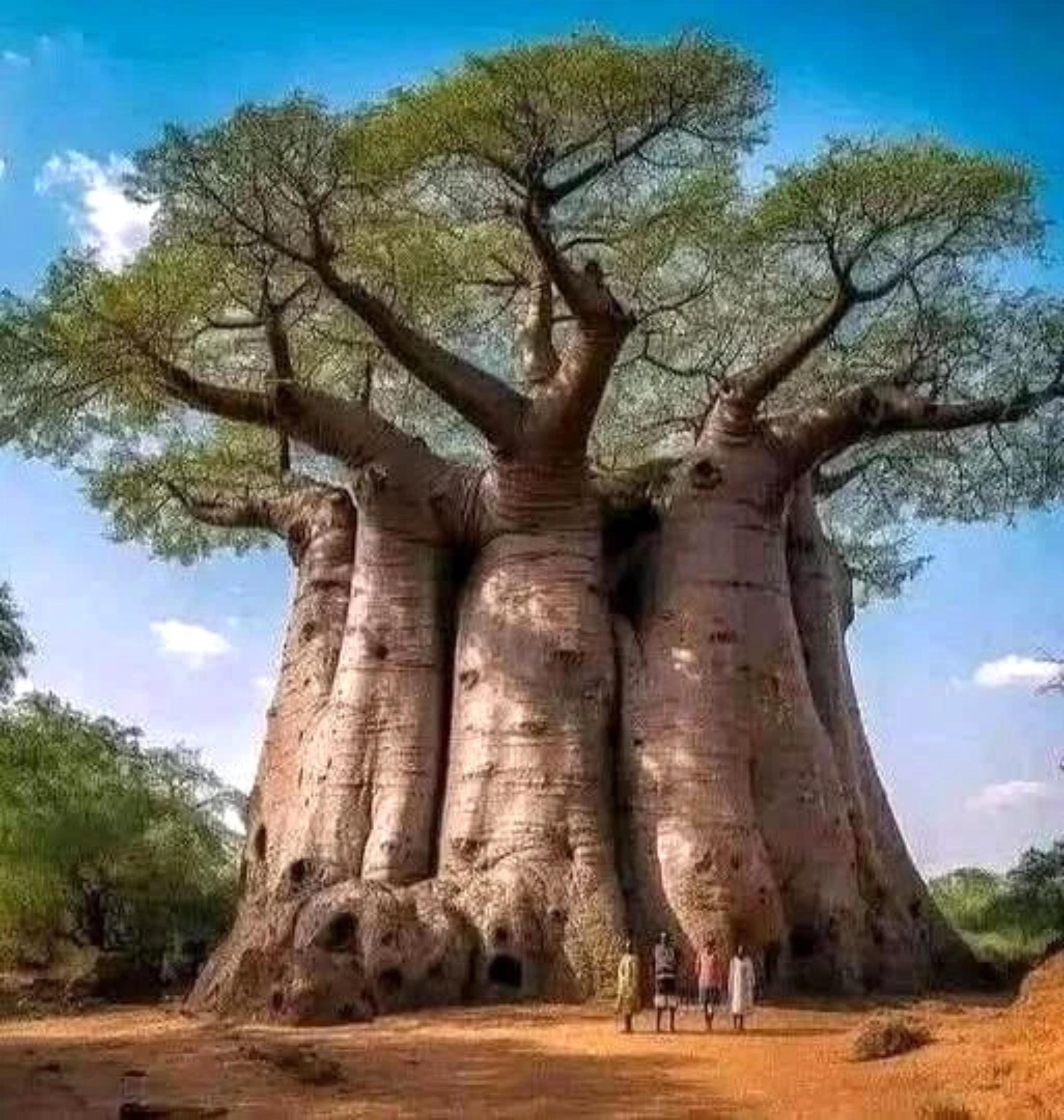 5 Baobab Seeds | Adansonia Digitata “tree of Life” | Rare African ...