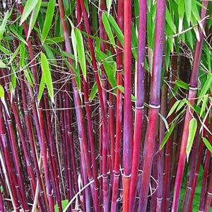 May include: A close-up of a bamboo plant with vibrant red and purple stalks. The stalks are interspersed with bright green leaves. The bamboo stalks have white rings at the joints. The image is well-lit, showcasing the natural colors and textures of the plant.