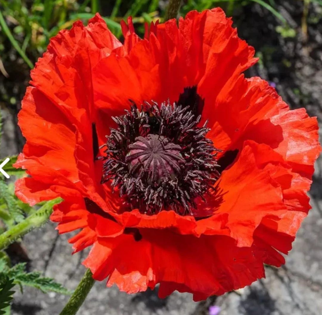Sciarpa Bold Poppy Con Papaveri Colorati – Morbida E Grande, Donna, Stile Moderno - 6
