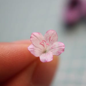 Może przedstawiać: Zbliżenie delikatnego, małego kwiatu z pięcioma płatkami. Płatki są głównie białe z różowymi krawędziami i różowymi plamkami. Kwiat trzymany jest między palcami na tle miękkiego, niebieskiego tła.