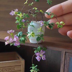 Puede incluir: Una planta de buganvilla en miniatura en maceta con flores rosas y hojas verdes. La planta está en una maceta de cerámica blanca y está sentada en un estante de madera.