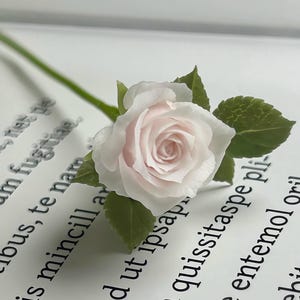 Puede incluir: Una delicada rosa rosa pálido y blanca con hojas y tallo verdes. La rosa está en plena floración, con pétalos suaves. La flor descansa sobre una superficie blanca con texto impreso.