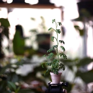 May include: A small potted plant with green leaves and a white pot. The plant is on a black stand, with a blurred background of other plants and a window. The plant has a tall, slender stem with several leaves.