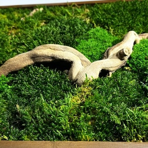 May include: Close-up of a vibrant green moss arrangement with a light-colored, weathered piece of driftwood. The moss is lush and textured, creating a natural, earthy aesthetic. The driftwood adds a contrasting element.