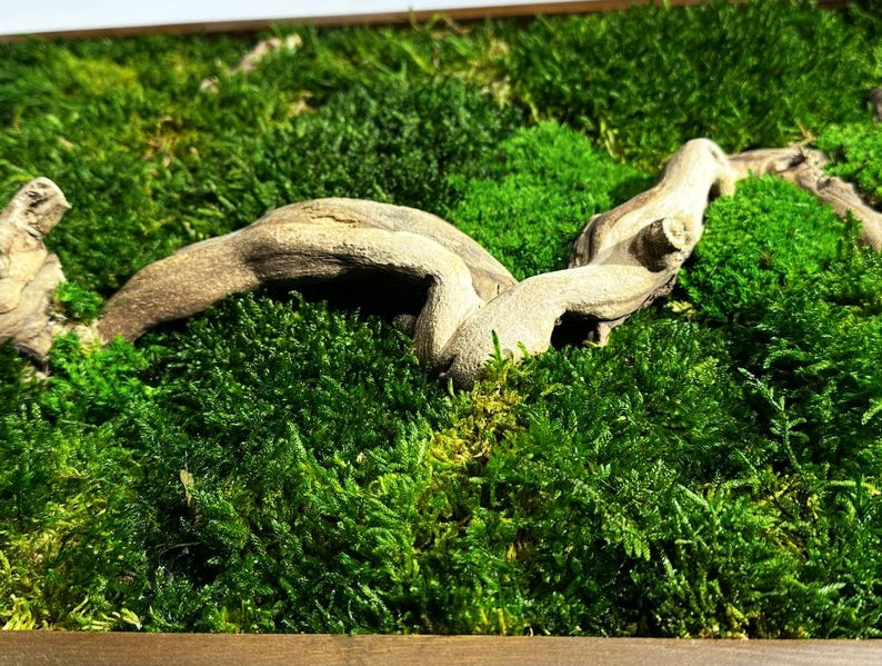 May include: Close-up of a vibrant green moss arrangement with a light-colored, weathered piece of driftwood. The moss is lush and textured, creating a natural, earthy aesthetic. The driftwood adds a contrasting element.