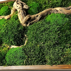 May include: A framed, vibrant green moss art piece. The artwork features a variety of textures and shades of green moss, with a natural, weathered wood branch adding a contrasting element. The moss is contained within a simple, wooden frame.