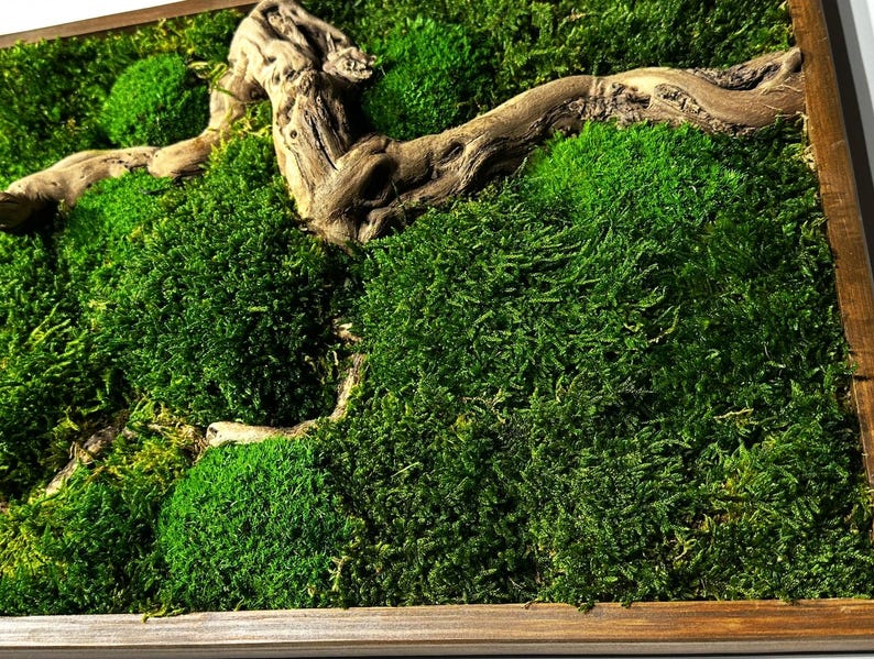 May include: A framed, vibrant green moss art piece. The artwork features a variety of textures and shades of green moss, with a natural, weathered wood branch adding a contrasting element. The moss is contained within a simple, wooden frame.