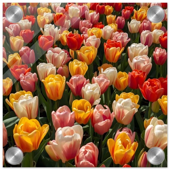 Vibrant Multicolor Tulip Field Acrylic Print - Luxurious Home Decor Wall Art