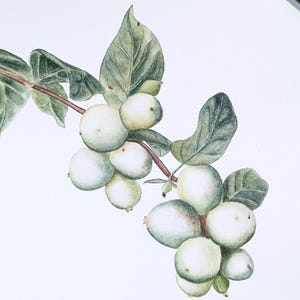 Watercolor painting of snowcrown,Snowberry in watercolor, vintage style, wall art Botanical art ,Realistic wall art, Hand painted,