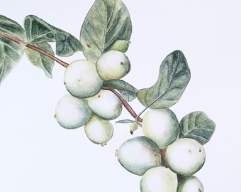 Akwarela „Śnieżynka”: botaniczna sztuka ścienna w stylu vintage (26 x 35 cm)