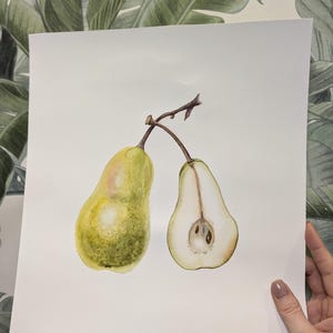 Watercolor painting Pear , Pear  painting, Original watercolor painting,Botanical art Realistic,vintage style wall art, realistic watercolor