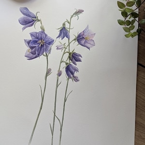 Watercolor painting of bluebell flowers, vintage style wall art, botanical art, realistic wall art, realistic watercolor painting