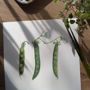 Watercolor paintings of Green Peas, Green Peas, realistic Watercolor paintings, botanicals art,realistic wall art, vintage style wall art
