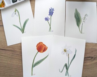 Zestaw pocztówek botanicznych z akwarelami: lilia, tulipan, narcyz, przebiśnieg