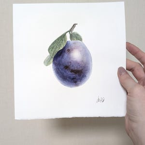 Watercolor painting of plum with leaves, Plum round Original watercolor painting, vintage style wall art, Realistic wall art Hand painted