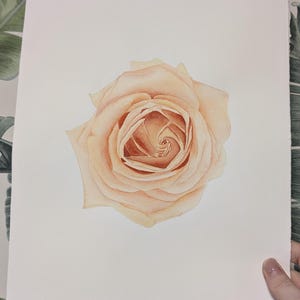 Watercolor painting Rose cream, Rose cream painting, realistic watercolor painting, Botanical art Realistic,Cream rose in vintage style