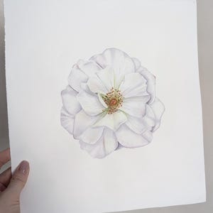 White rose in watercolor,White rose painting, Original watercolor painting, Botanical art Realistic,vintage style wall art