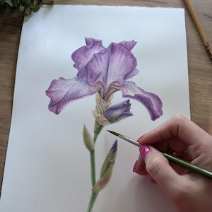 Watercolor painting of Iris , vintage style wall art, botanical art, realistic wall art, realistic watercolor painting