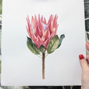 Watercolor Protea red flower,vintage style wall art, realistic watercolor painting, Botanical art Realistic, wall art Hand paint