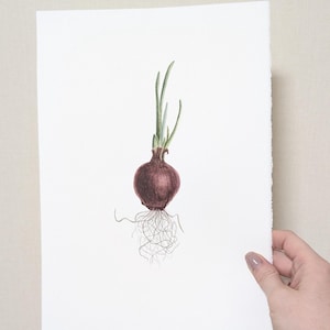 Watercolor painting of red onion,Red onion watercolor, Original watercolor painting, vintage style wall art, realistic watercolor, botanical