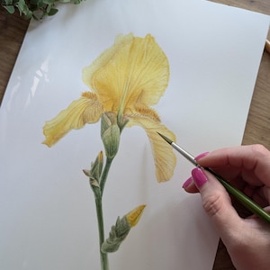 Watercolor realistic of Iris yellow, vintage style wall art, botanical art, realistic wall art, realistic watercolor painting