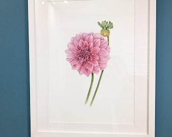 Różowa dalia, akwarela: realistyczna sztuka botaniczna w stylu vintage