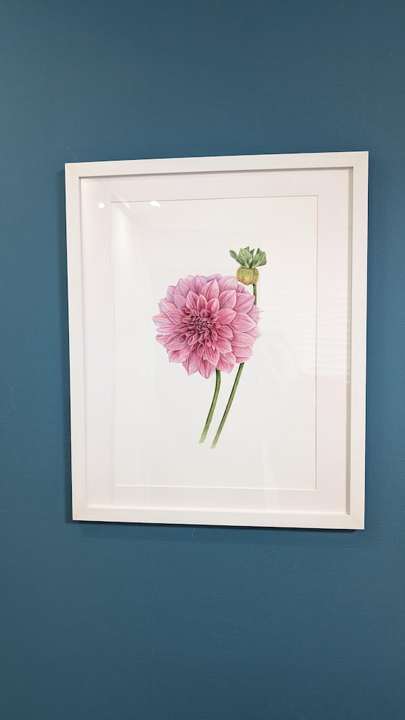 Pink Dahlia Watercolor Painting: Realistic Botanical Art, Vintage Style