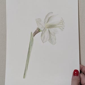 Watercolor painting of white narcissus,White narcissus watercolor, vintage style wall art,Botanical art, Realistic wall art Hand,