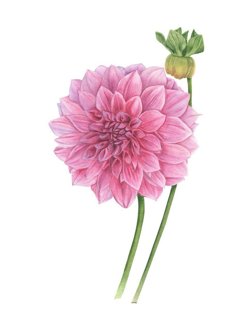 May include: A single pink dahlia flower with green stems and a bud. The flower is in full bloom and has many petals.