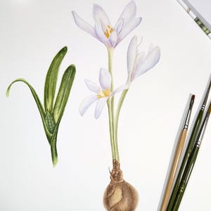 Wall art,Painting Watercolor, flower Colchicum Red Book, Original watercolor painting, Botanical art,Realistic wall art