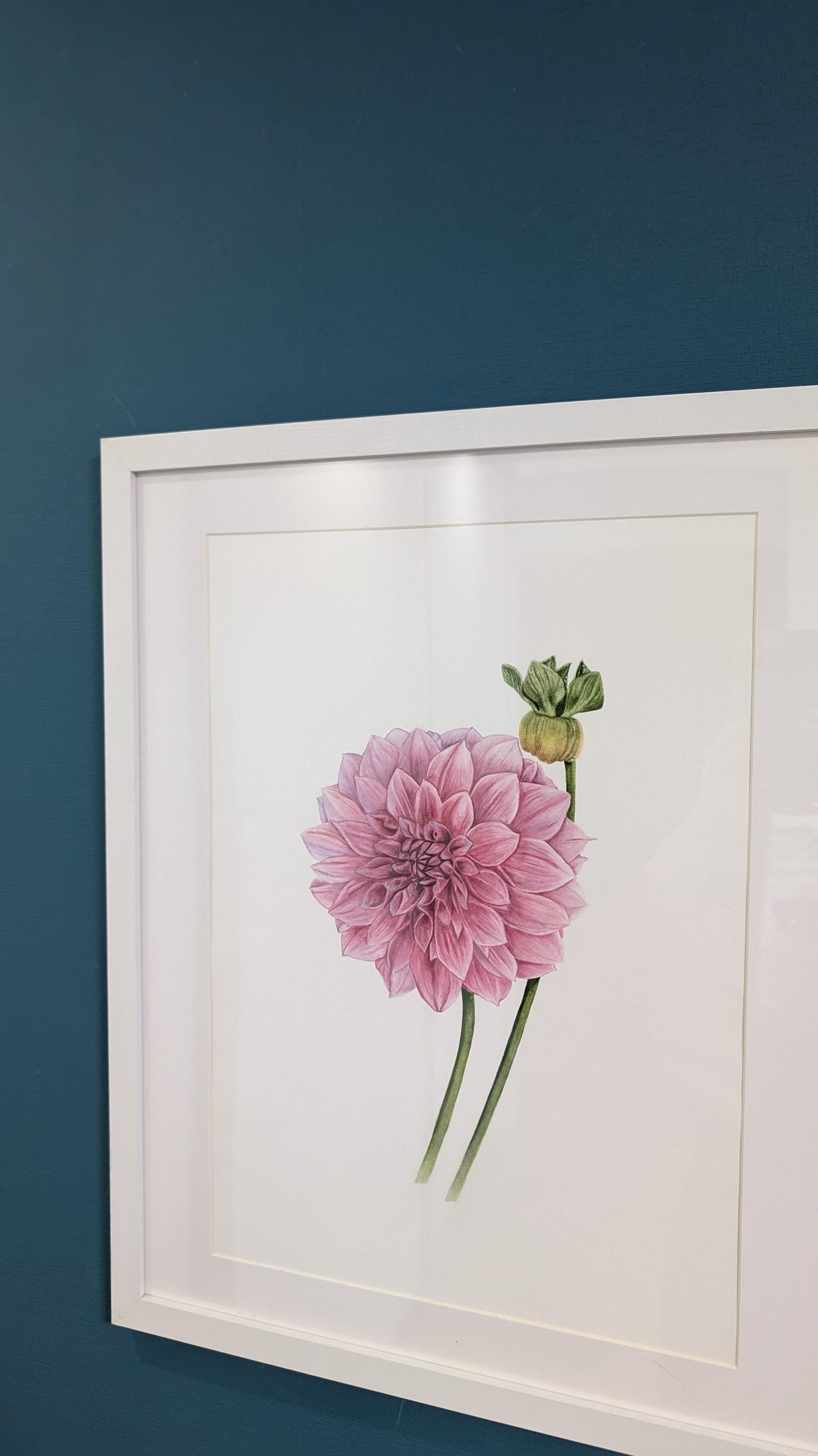 ピンクのダリアの水彩画：写実的な植物画、ヴィンテージスタイル