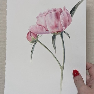 Watercolor painting of pink peony flower,vintage style wall art, realistic watercolor painting, Botanical art Realistic, wall art Hand paint