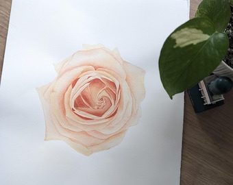 Kremowa róża, akwarela: realistyczna sztuka botaniczna