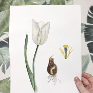 White tulip in watercolor,White tulip painting, Original watercolor painting, Botanical art Realistic,vintage style wall art