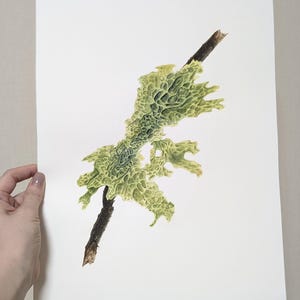 Vintage Botanical Art, Original Lichen Painting, Handmade Watercolor Wall Art, Unique Hand-painted Artwork, Realistic wall art