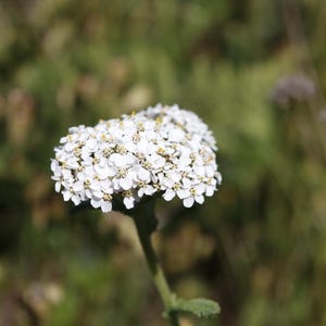 Yarrow Salve