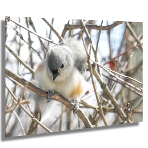 Reihermeise Art Print: Vogel auf Ast