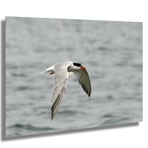 Tern Seagull Art Print Barnstable Harbor Scene, Coastal Wall Decor, Nautical Nature Illustration, Fishy Dinner Seascape Painting