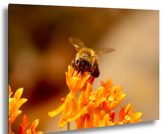 Honeybee Close-up Photograph: Nature Macro Print | Wildlife Photography for Bee Lovers