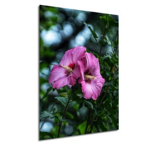 Rose of Sharon Fine Art Print: Kingston NY Garden Landscape
