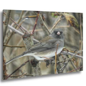 Fotografia di Junco dagli occhi scuri: stampa artistica di un uccello sereno sui rami, decorazione per la fauna selvatica