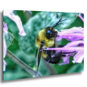 Nature Lover's Honeybee Photo, Pollination Close-Up (Wall Art)