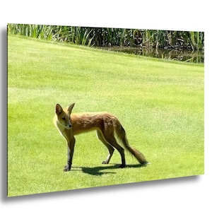 Fox photo print, woodland animal art, wildlife photography, modern home decor,  animal lover gift