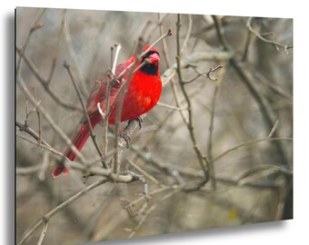 Winter Cardinal Photograph: Red Bird in Bare Branches