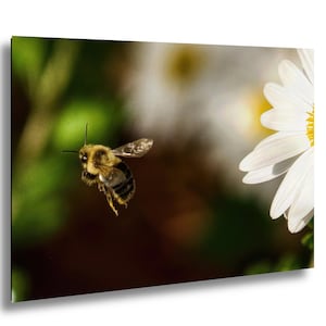 Honeybee Photo: Wildlife Wall Art, Pollinator Garden Decor, Insect Photography
